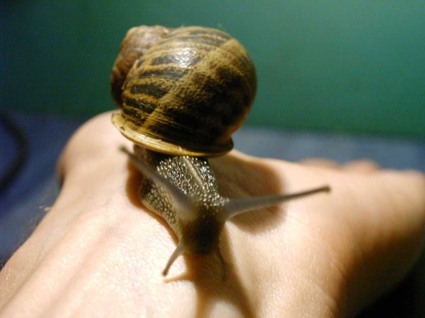 movingsnail - 05.jpg