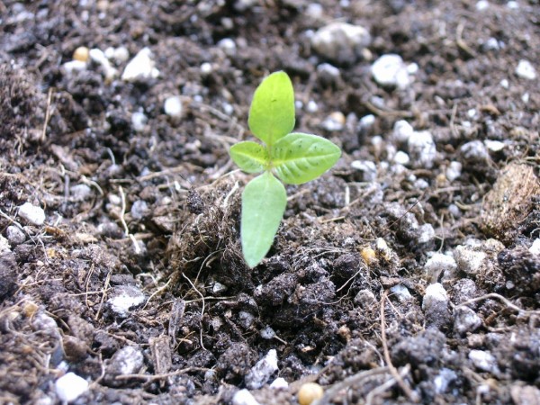 Nicandra physalodes seedling.jpg