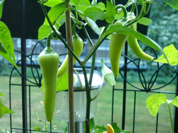 pepperland banana pepper - 03.jpg