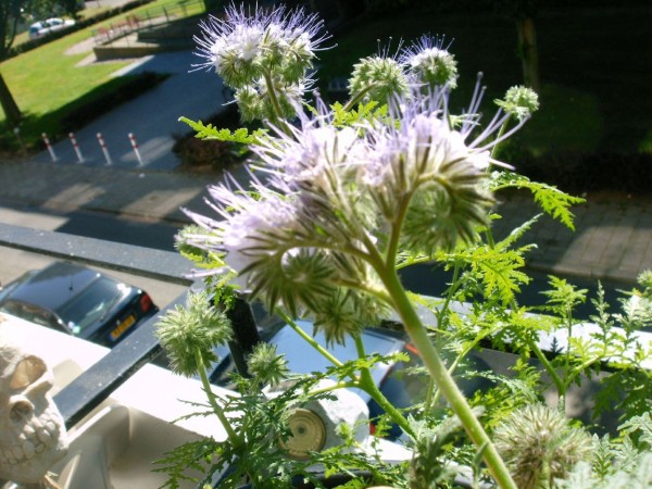 Phacelia tanacetifolia - 02.jpg