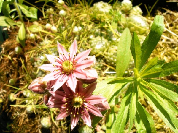 Sempervivum 01 (jun 13, 2014).jpg