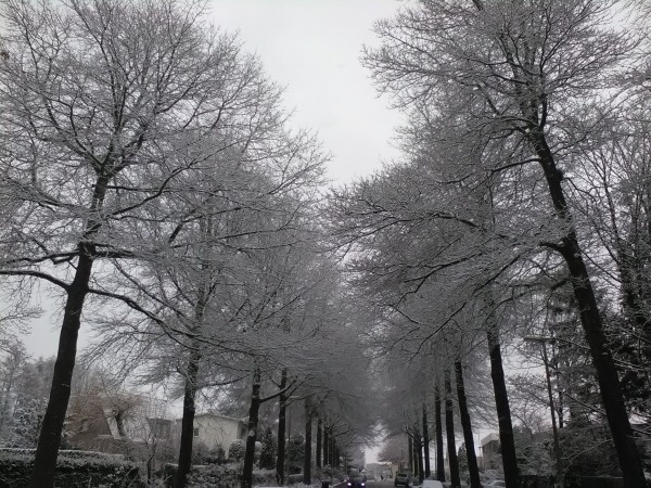 Snow Trees (Jan 30 2019)_s.jpg