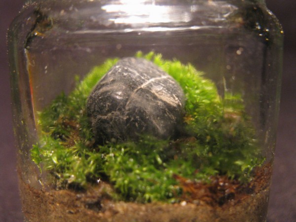 Terrarium - Sleeping Giant - 02.jpg