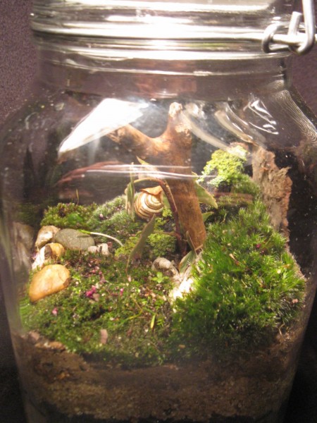 Terrarium - Woodland 1 - 02.jpg