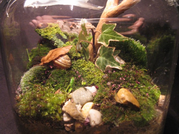 Terrarium - Woodland 1 - 03.jpg