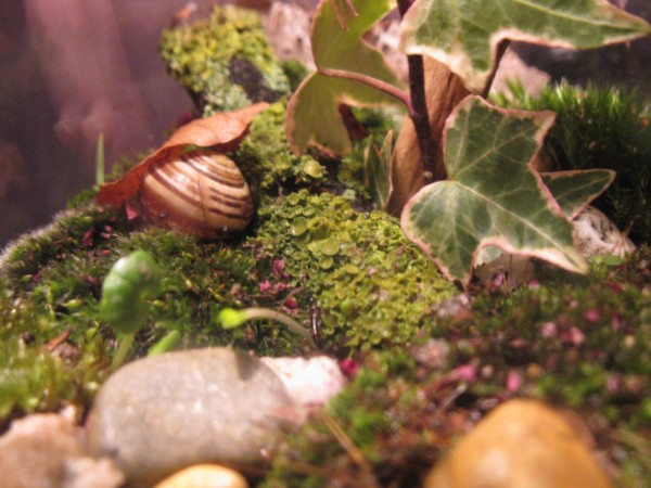 Terrarium - Woodland 1 - 07.jpg