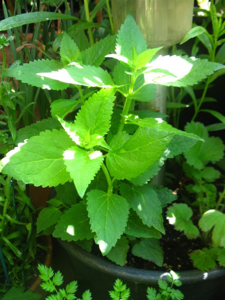 20250519 - Agastache 'Blue fortune' - 01.jpg