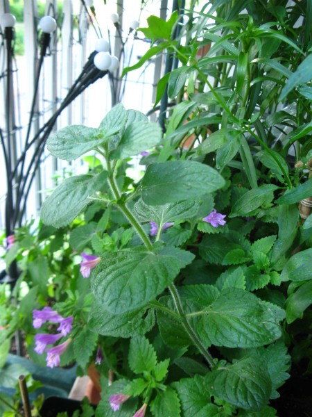 20250525 - Calamintha nepeta - 01.jpg