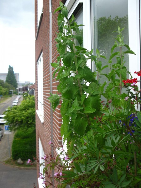 20250525 - Nepeta cataria - 01.jpg