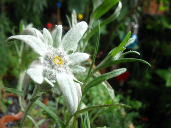 20250526 - Leontopodium alpinum - 07.jpg