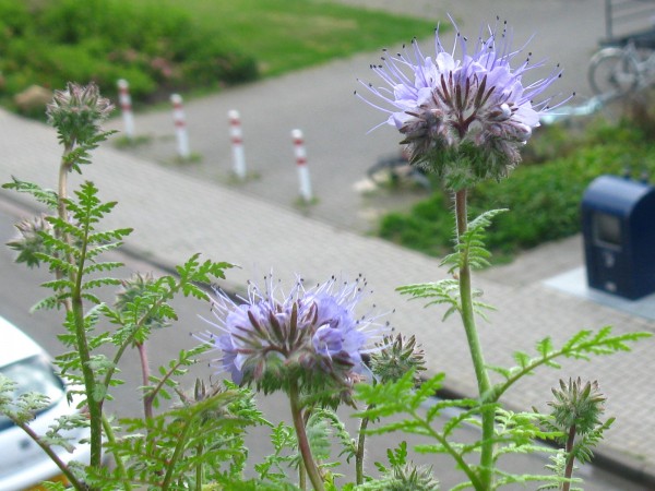 20250528 - Phacelia tanacetifolia - 07e.jpg
