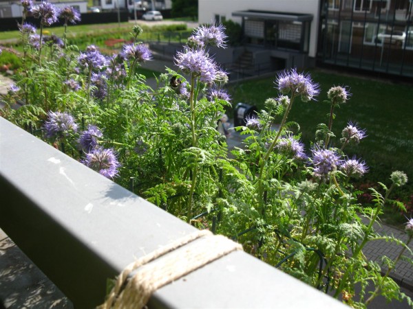 20250601 - Phacelia tanacetifolia - 08.jpg