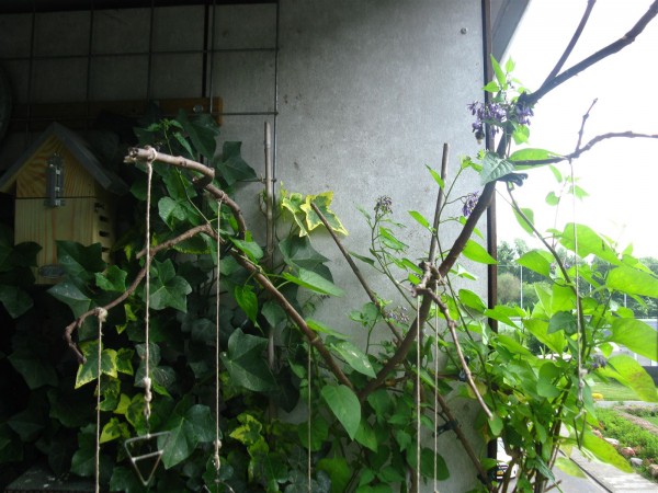 20250601 - Solanum dulcamara - 03.jpg