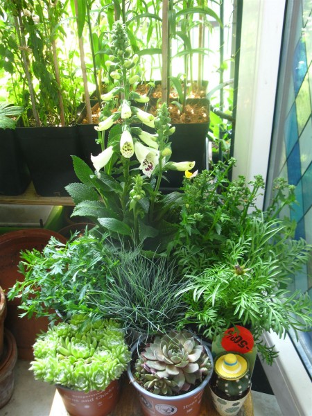 20250602 - plant haul - 01.jpg