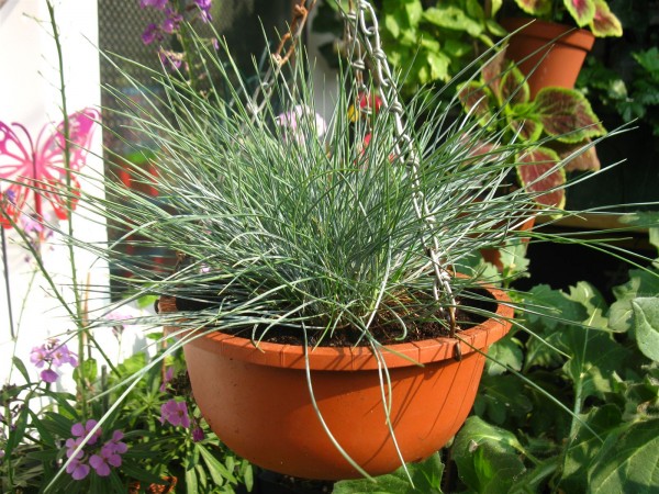 20250603 - Festuca glauca compacta blue - 01.jpg