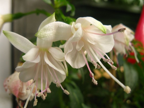 20250603 - Fuchsia - 04.jpg