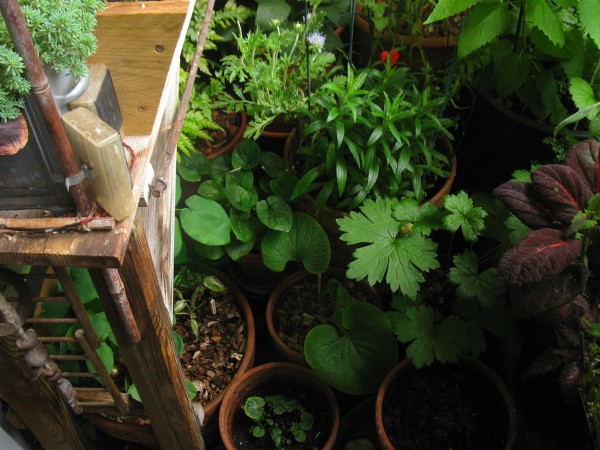 20250607 - balcony - 50.jpg