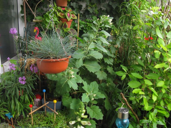 20250607 - balcony - 51.jpg