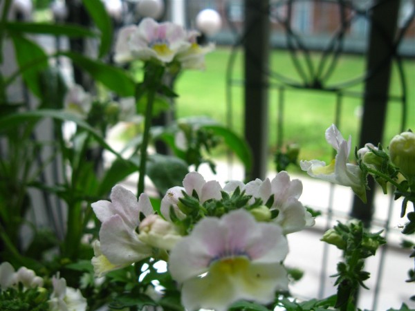 20250608 - Nemesia - 01.jpg