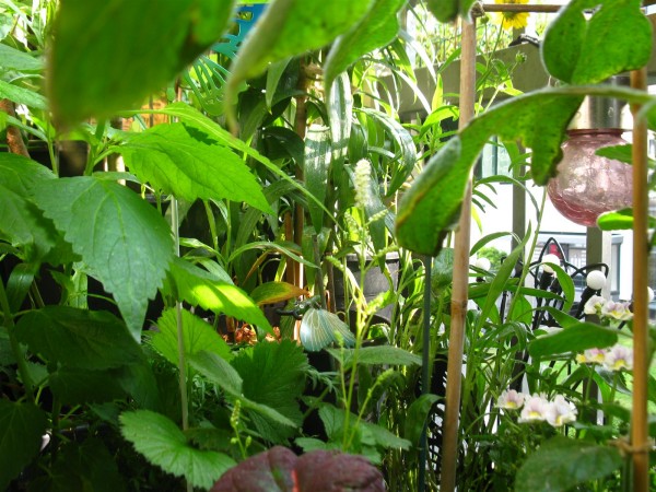 20250609 - balcony - 55.jpg