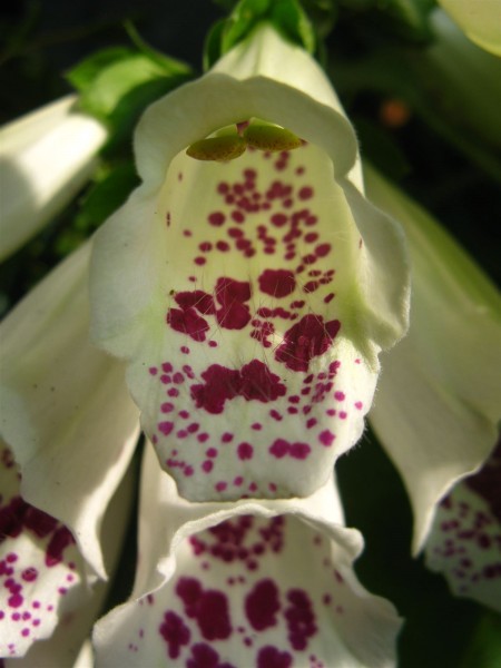 20250609 - Digitalis purpurea - 01.jpg