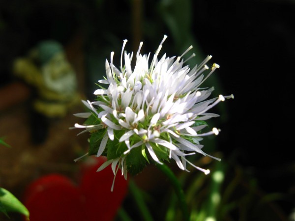 20250609 - Jasione laevis 'Blaulicht' - 02.jpg