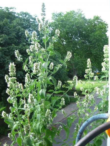 20250619 - Nepeta cataria - 03.jpg