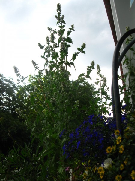 20250619 - Nepeta cataria - 04.jpg