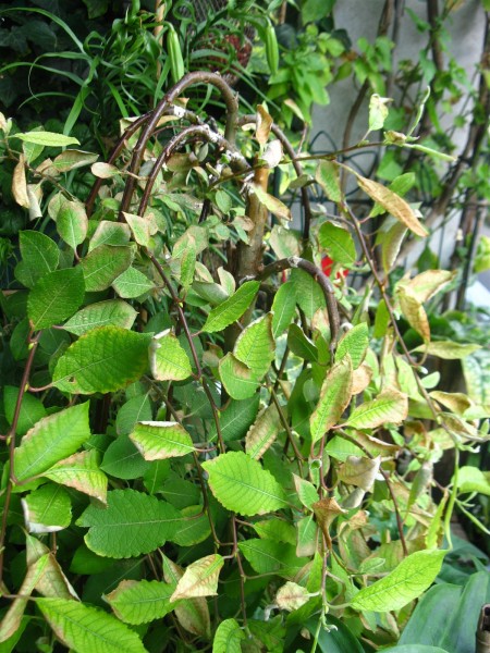 20250622 - Salix caprea 'Pendula' - 13.jpg