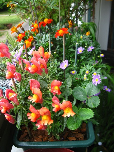 20250625 - balcony - 66.jpg