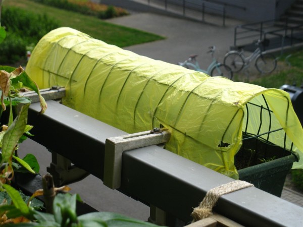 20250625 - Phacelia tanacetifolia - 09.jpg