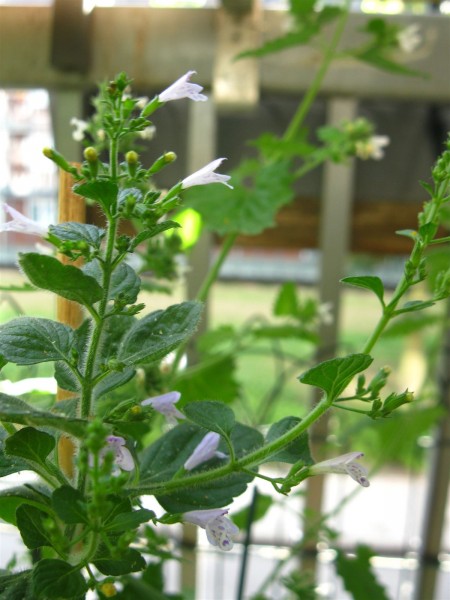 20250708 - Calamintha nepeta - 02.jpg