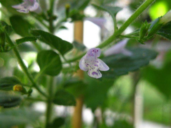 20250708 - Calamintha nepeta - 04.jpg