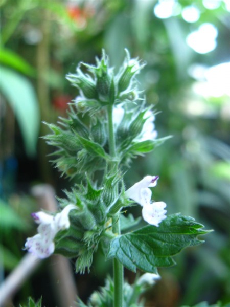 20250710 - Nepeta cataria - 06.jpg