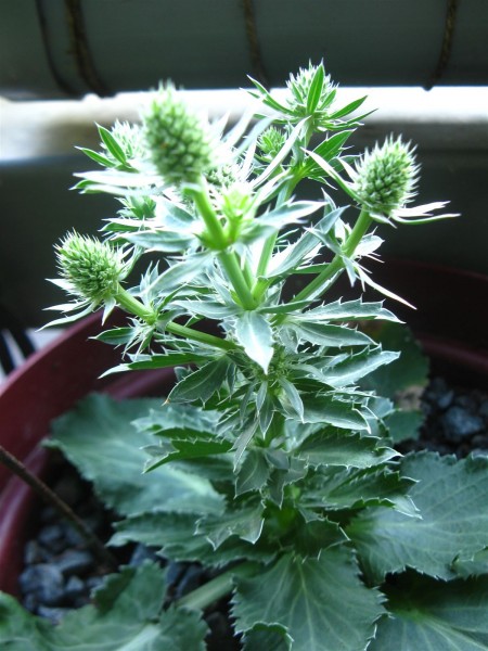 20250711 - Eryngium planum 'Blue Hobbit' - 04.jpg