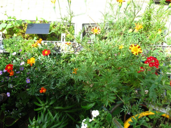 20250713 - balcony - 68.jpg