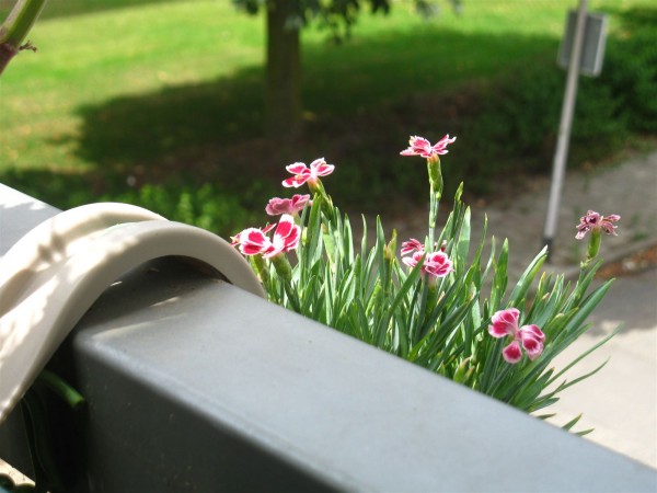 20250713 - Dianthus 'Lucky Lips' - 03.jpg