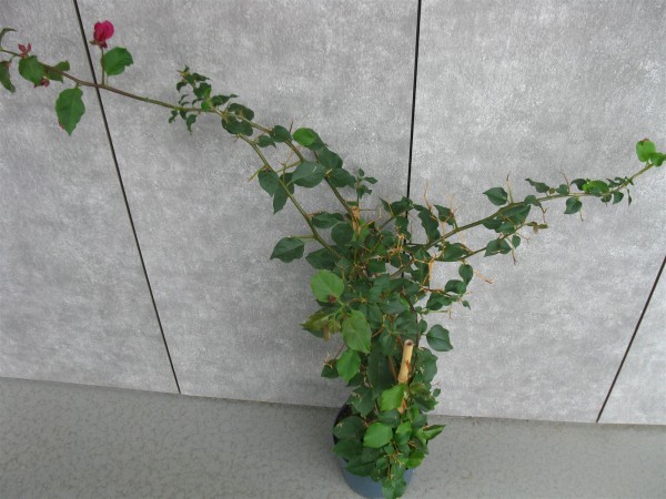 20250714 - Bougainvillea - 01.jpg