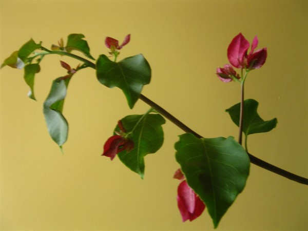 20250714 - Bougainvillea - 02.jpg