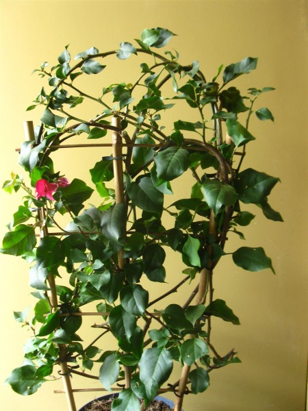 20250714 - Bougainvillea - 03.jpg