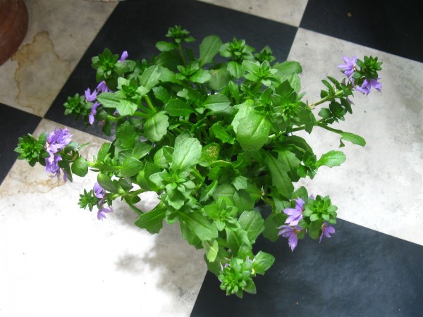 20250720 - Scaevola - 01.jpg