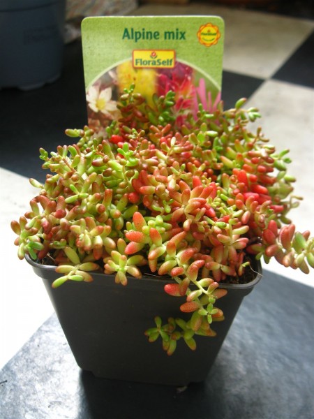 20250720 - sedums - 04.jpg