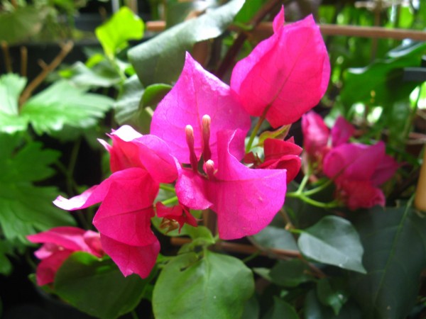 20250723 - Bougainvillea - 05.jpg