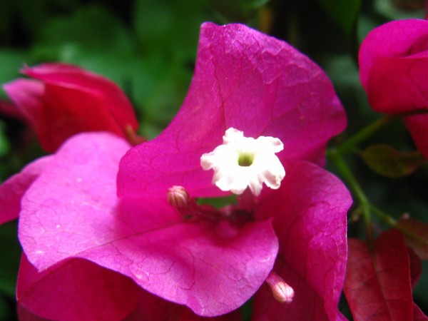 20250726 - Bougainvillea - 07.jpg