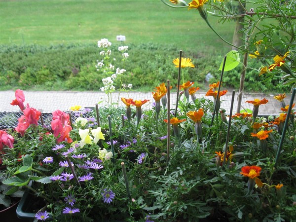 20250801 - balcony - 80.jpg