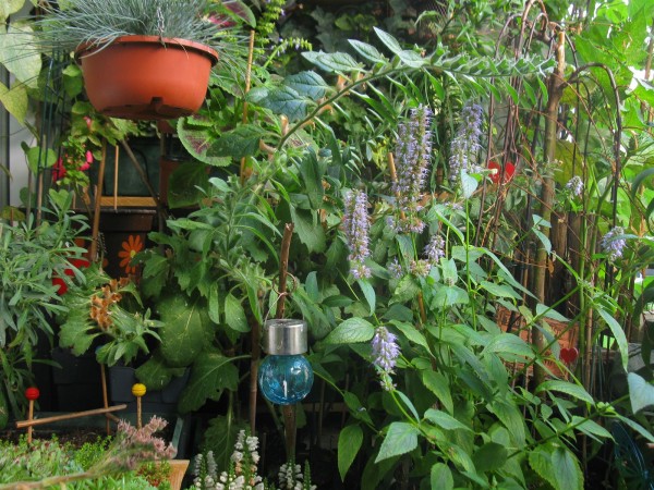 20250801 - balcony - 81.jpg