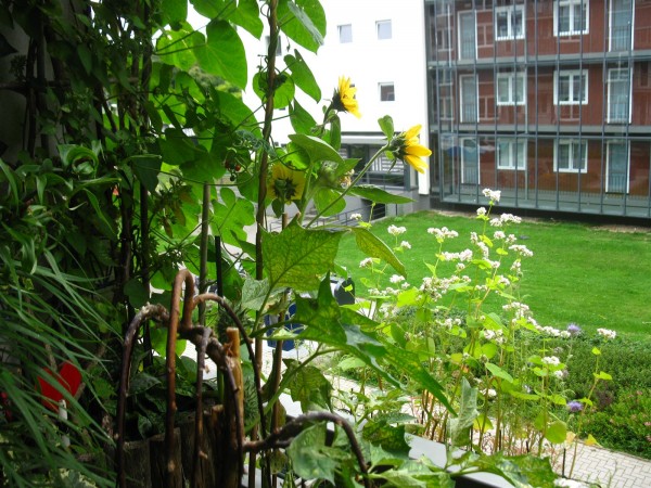 20250808 - balcony - 88.jpg