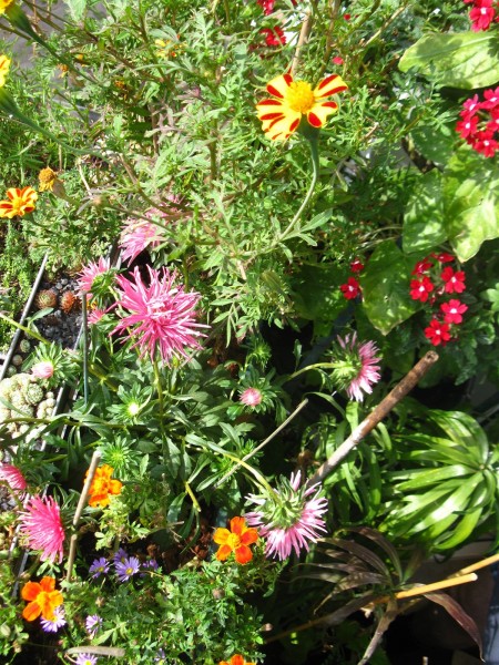 20250820 - balcony - 91.jpg