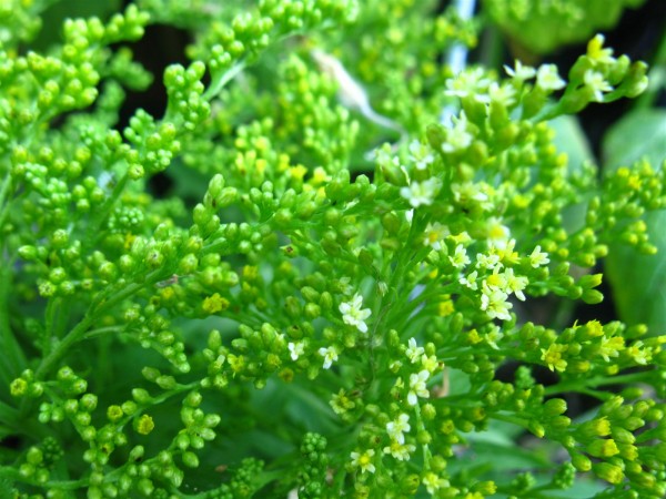 20250830 - Solidago - 03.jpg