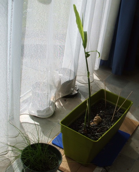 2000-08 plants.JPG